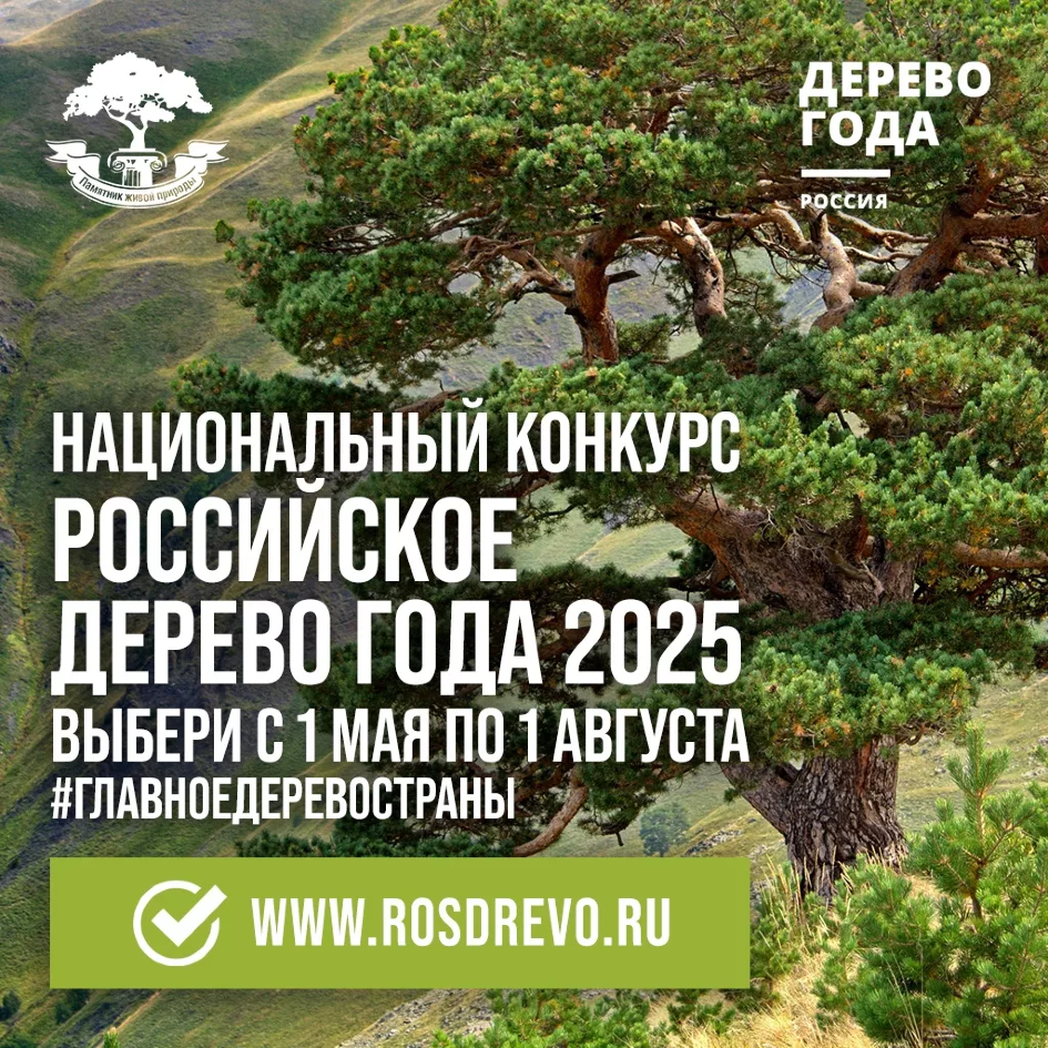 Выбираем Российское дерево года - 2025!